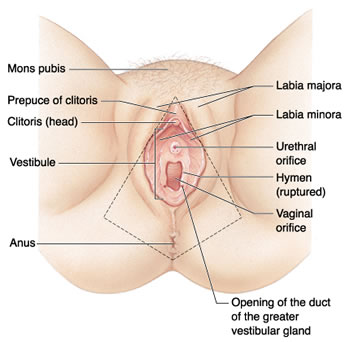 Labiaplasty Near Me  Finding the best Labiaplasty Provider in